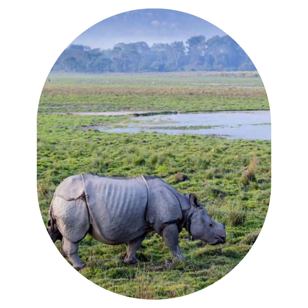 Wildlife